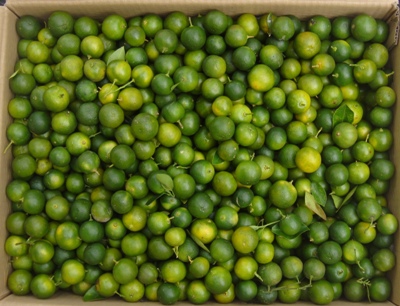 Calamansi