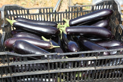 Eggplant