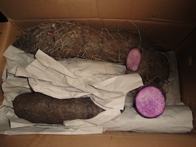 Purple yam